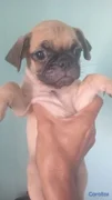 animales y mascotas - TU MASCOTA. LISTA