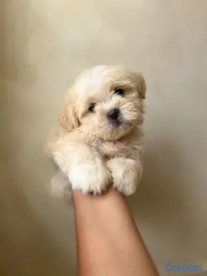 animales y mascotas - maltipoo macho 2
