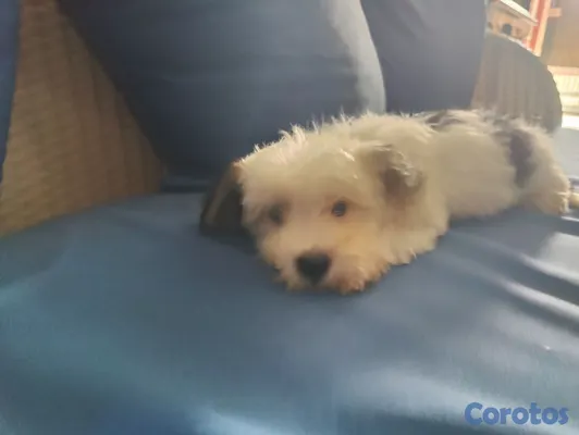 animales y mascotas - hermoso cachorro shihpoo, poodle, chipo 3