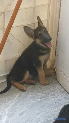 animales y mascotas - Pastor Alemán Doggis  2