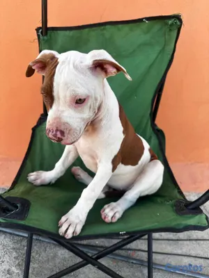 animales y mascotas - OFERTA CACHORRO PITBULL AMBOS SEXO UBICADO EN SANT 2