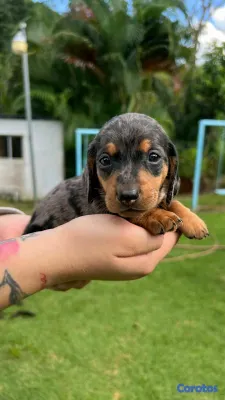 animales y mascotas - Hermosos Cachorritos de Salchichas merle exoticos 2