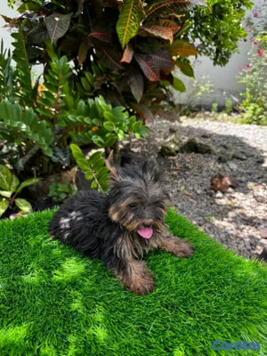 animales y mascotas - Yorkie mini 4