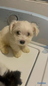 Cachorros Shihpoo 