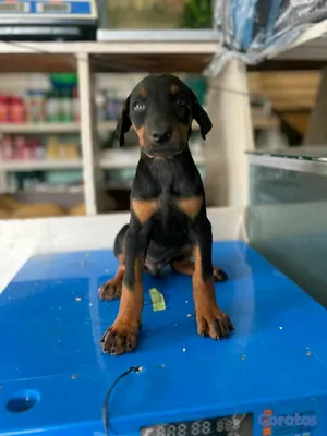 animales y mascotas - hermosos Cachorros doberman ambos sexo 3
