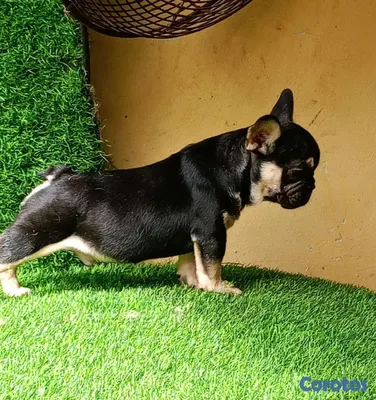 animales y mascotas - hermosos Cachorros buldog frances  4