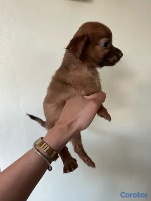 animales y mascotas - CHIHUAHUA MARIPOSA  3
