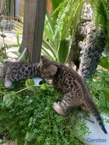 Gatos Bengalí hembra y macho. bengala, bengali, ca