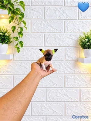 animales y mascotas - ESPECIAL CACHORRO CHIHUAHAUA PEQUEÑOS HEMBRA Y MAC 6