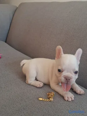 animales y mascotas - OFERTA CACHORRO BULLDOG HEMBRA BLANCA UBICADO EN S 4