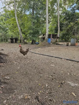 solares y terrenos - Se vende este terreno esta ubicado en bayaguana  10