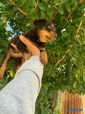 animales y mascotas - Hermosos cachorritos de Rottwailer  6