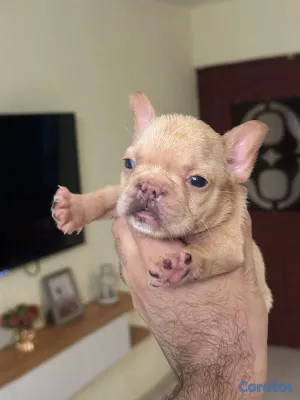 animales y mascotas - OFERTA CACHORRO BULLDOG FRANCES HEMBRA CON PEDIGRI 2