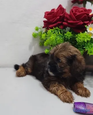 animales y mascotas - shihpoo en venta  4