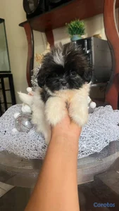 OFERTA CACHORRO SHIPOO AMBOS SEXO UBICADO EN SANTO