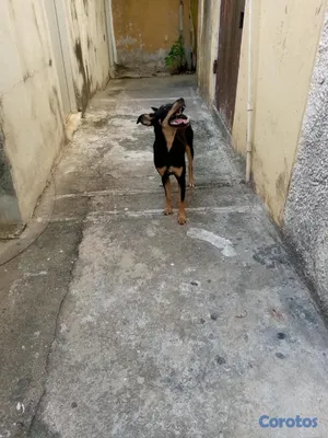 animales y mascotas - Rottweiler mix con Doberman 3