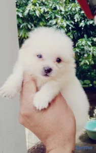 Cachorros Pomeranias Disponibles 