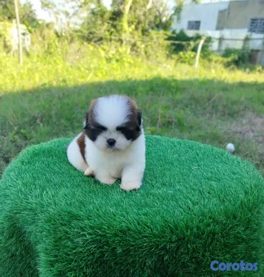 animales y mascotas - hermosos cachorritos de shitzu toy 2