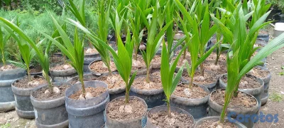 vendo plantas o matas de coco enano verde brazileño en puerto plata muñoz 