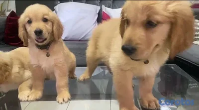 Especial de cachorro Golden Retriever macho en san