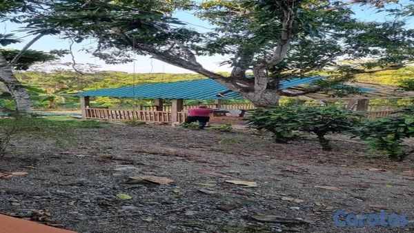 solares y terrenos - En Venta Finca Agricola en Villa Altagracia con Cacao, Aguacate y chinola 9