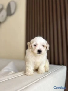 OFERTA CACHORRO MALTIPOO MACHO EN SANTO DOMINGO Y 