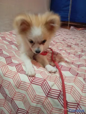animales y mascotas - Pomerania de 3 meses 4