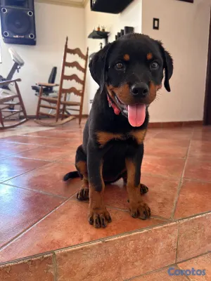 animales y mascotas - 🐾 Cachorros Rottweiler con Pedigree – Excelente Línea de Sangre 🐾 25