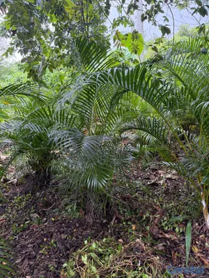 herramientas, jardines y exterior - Palmarecas  4