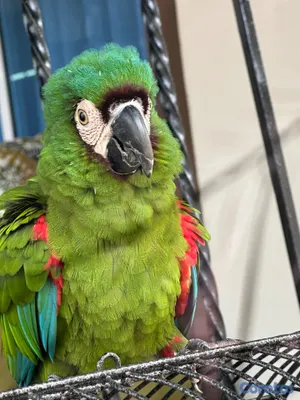 animales y mascotas - Guacamaya verde 3