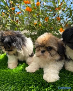 Cachorros Shitzo Mini Hembra