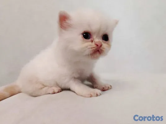 animales y mascotas - GATITOS PERSAS 100%.  2