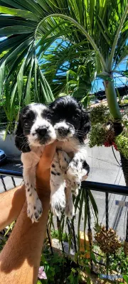 animales y mascotas - cocker Spaniel Inglés  4