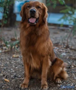 Golden Retriver 