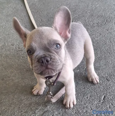 animales y mascotas - Bulldog Frances Toy  4