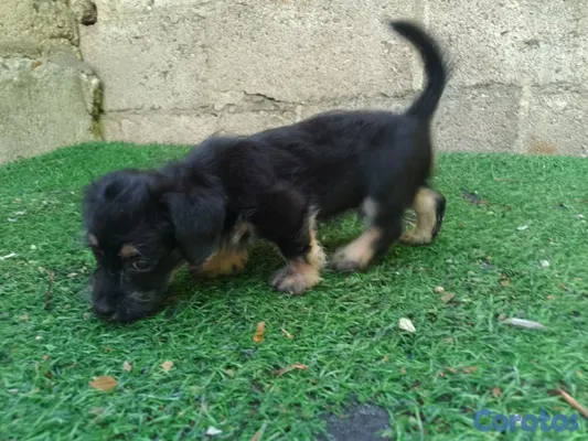 animales y mascotas - Cachorrito Chipoo Macho  3