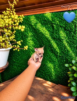 animales y mascotas - OFERTA CACHORRO CHIHUAHUA MACHO MINI UBICADO EN SANTO  6