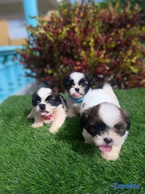 animales y mascotas - Cachorros Shipoo🐾🤍
Hembras y Machos 3