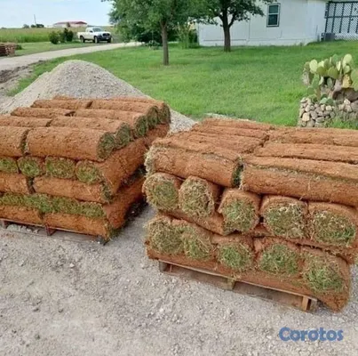 herramientas, jardines y exterior - Vendo todos tipos de paletas de zacate.

San Agustín 
Bermuda.
Zoysia.
 9