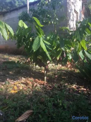 solares y terrenos - finca agricola en Cerros de Buenas vista mata san juan  5