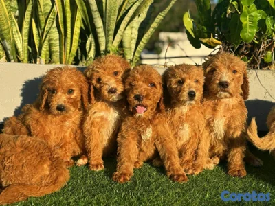 hermosos Cachorros Goldendoodle 