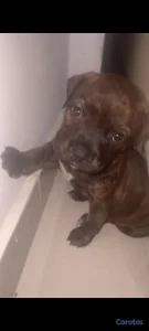 Pitbull 