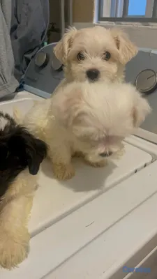 animales y mascotas - Cachorros Shihpoo  8