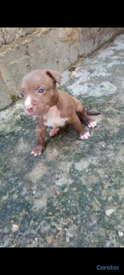 animales y mascotas - Cachorros pitbulls red nose disponibles a buen precio negociables. 3