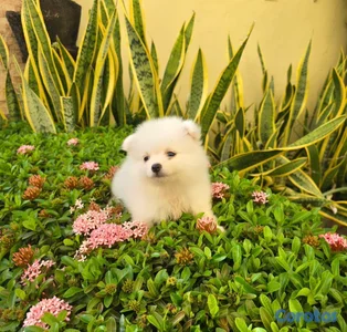 pomerania hembra