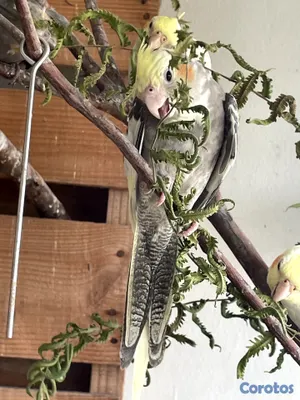 animales y mascotas - 🦜💕 CACATÚAS NINFAS / COCKATIELS 7