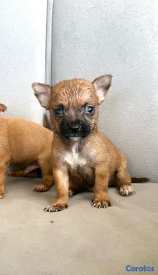 animales y mascotas - hermosos chihuahua mini 2