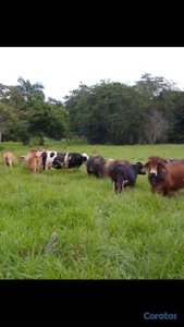 TERRENO EN ALQUILER CON OPCIÓN A COMPRA – PULGARÍN