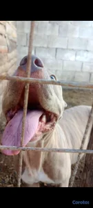 Cambio Pitbull Hembra Beige 