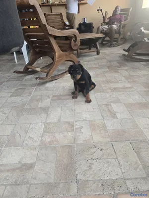animales y mascotas - 🐾 Cachorros Rottweiler con Pedigree – Excelente Línea de Sangre 🐾 22
